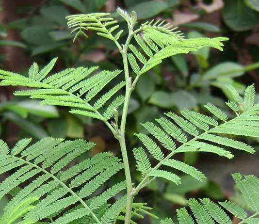 1379489 Shami plant for your home01200