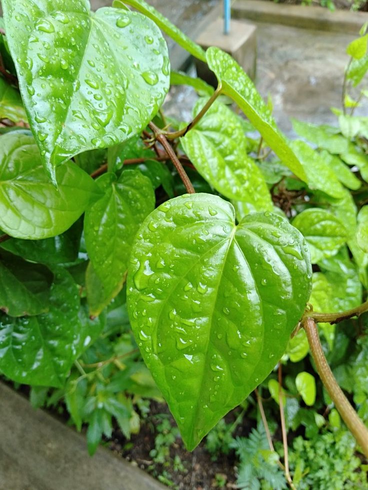 1379999 Tamalapaku Betel Leaf
