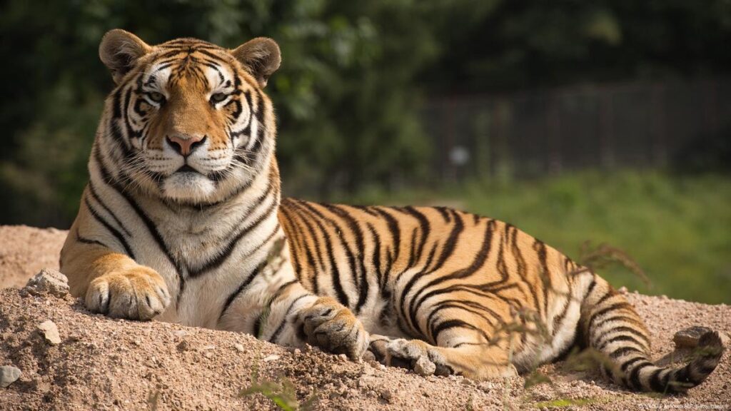 1380453 tiger