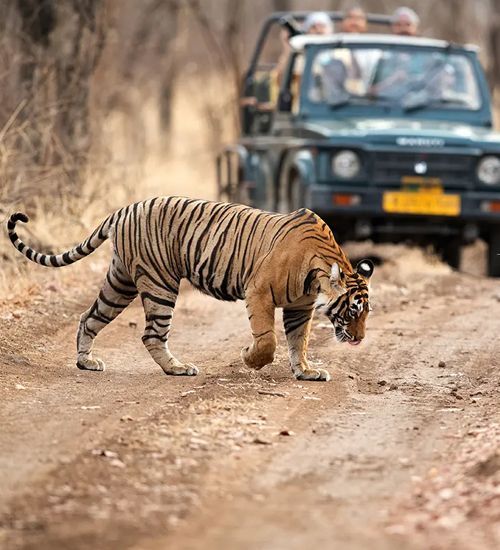 1380575 Ranthambore National Park