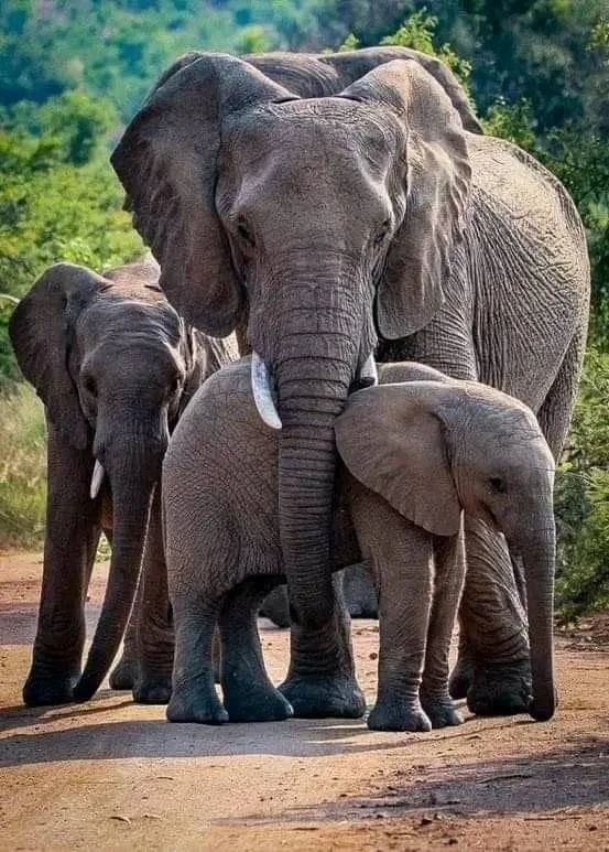 1381405 elephant 8