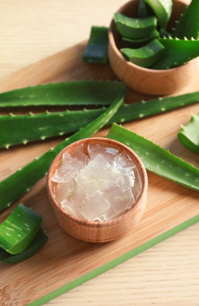 1381793 Aloe Vera 4