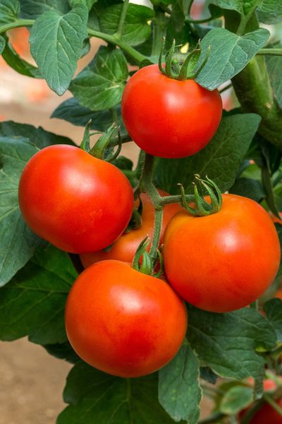 1382287 How To Help Struggling Tomato Plants 2 Big Secrets To Energize Plants