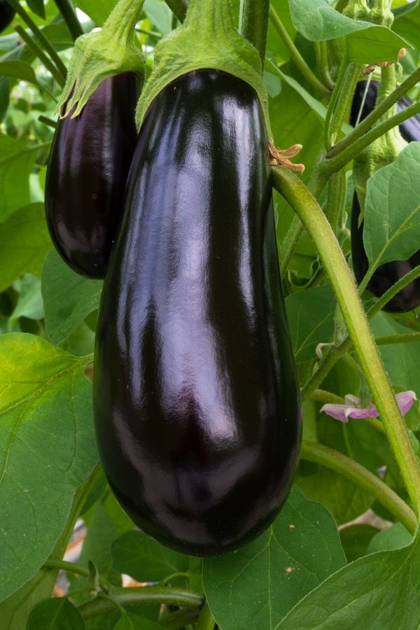 1382749 The Secret To Growing Eggplant How To Plant Grow Harvest Eggplant