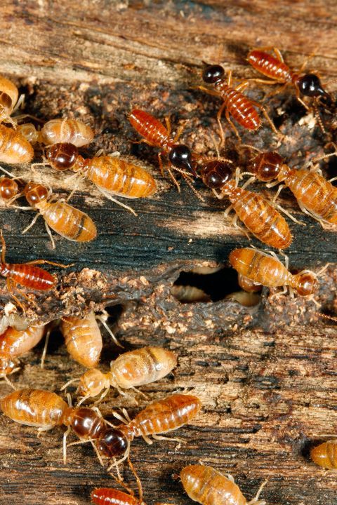 1382757 Termite