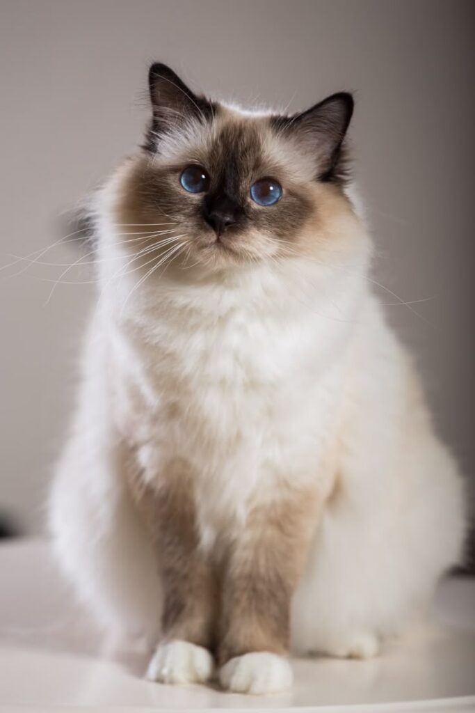 1383415 Birman