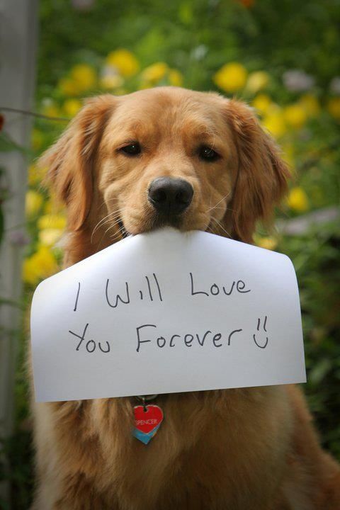 1383733 dog