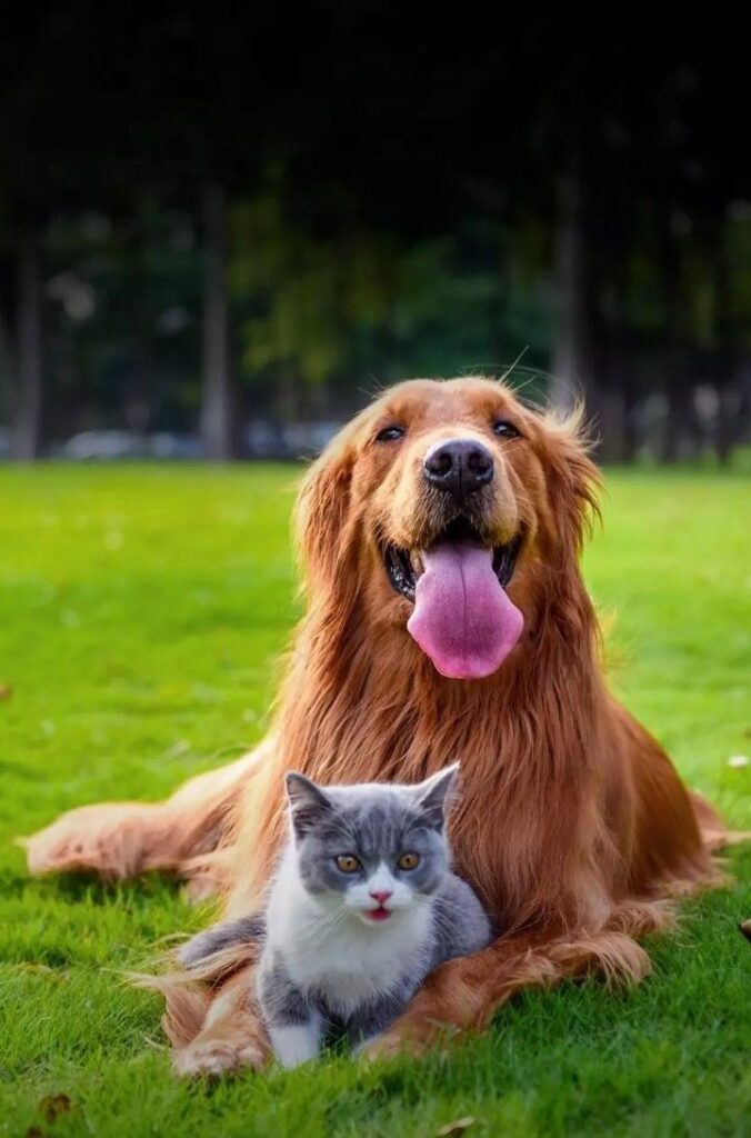 1386803 animals 1