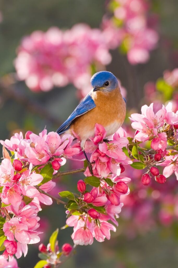1386846 birds