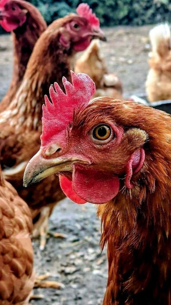 1386911 Hen