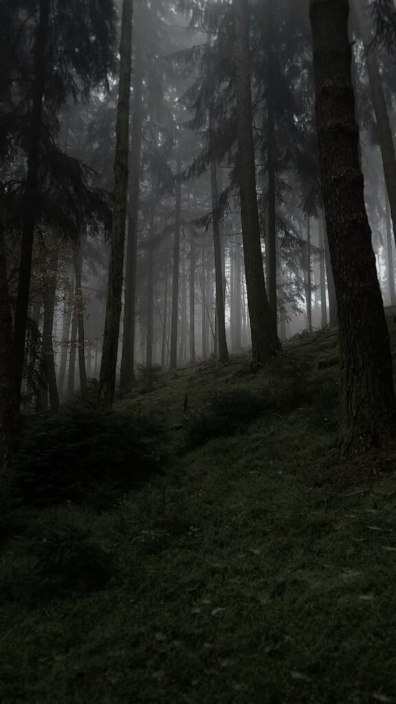 1387702 forestforest