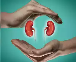 1387734 Kidney