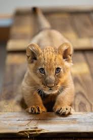1388193 Baby Lion