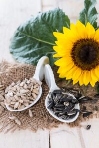 Sunflower Seeds Benefits: रोजाना सूरजमुखी के बीज खाने के फायदे