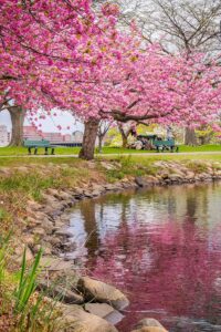 Places with Cherry Blossom: प्रकृति की अद्भुत देन चेरी ब्लॉसम देखने के लिए 8 जगहें