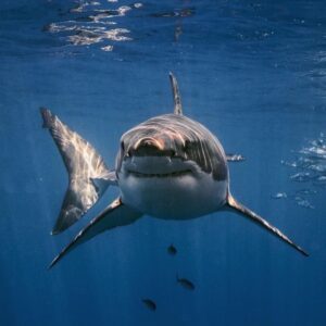 Deadliest Water Animals: ये हैं पानी में बहने वाले सबसे खतरनाक जीव, पलक झपकते करते हैं शिकार