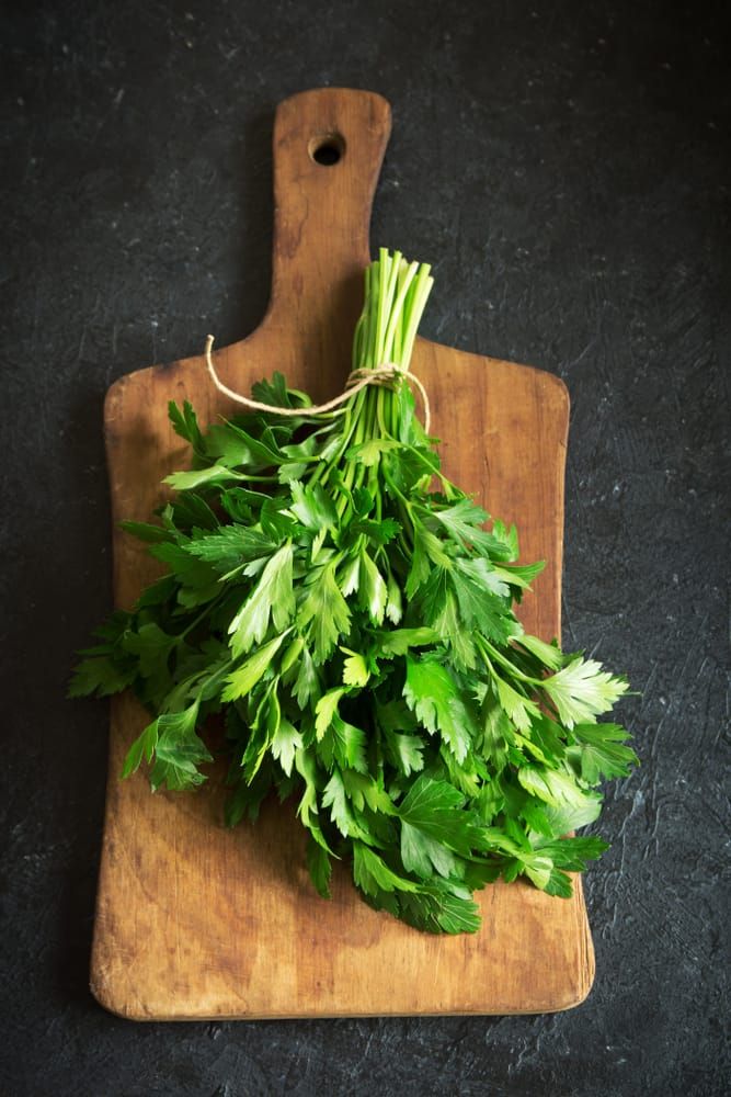 1389237 coriander leaf water