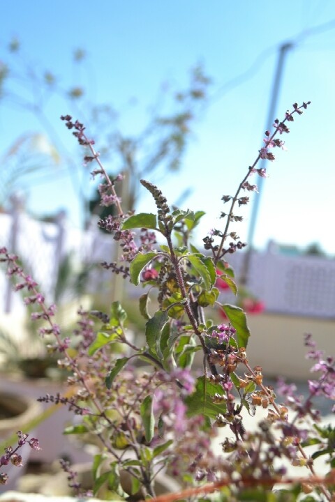 1389259 tulsi