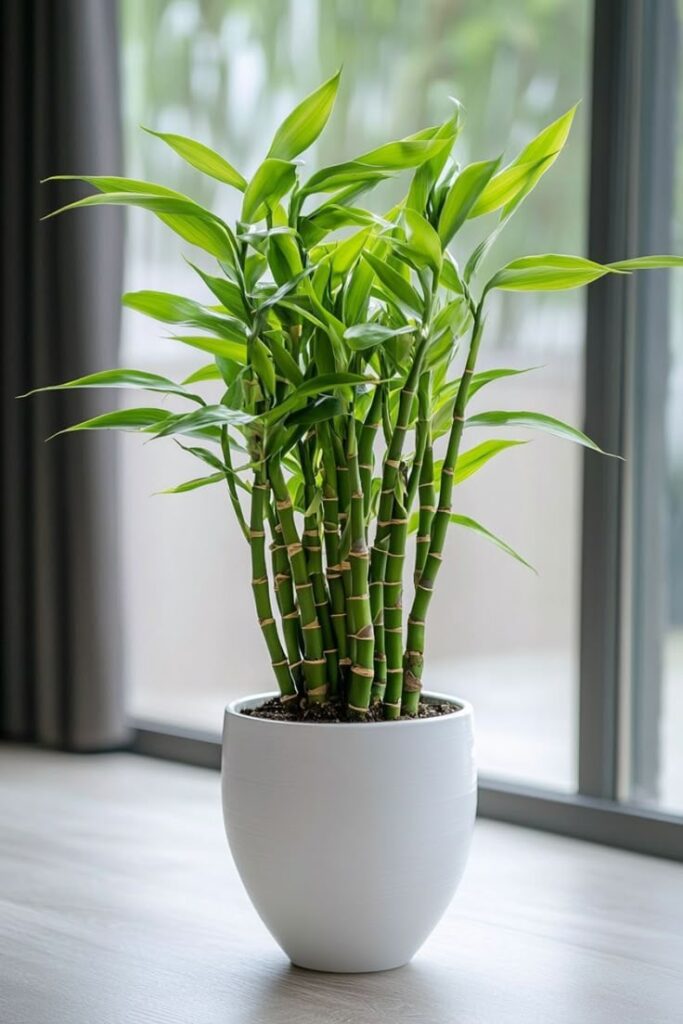 1389736 Lucky Plants