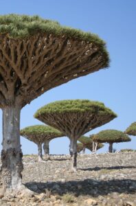 Strangest Trees: ये हैं दुनिया के सबसे अजीबोगरीब पेड़, देखकर हो जाएंगे हैरान