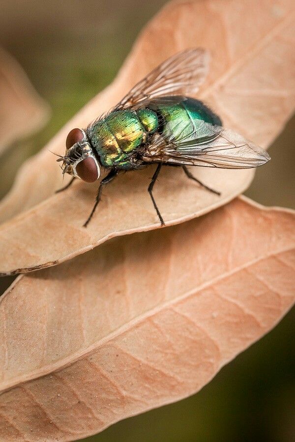 1389822 flies12