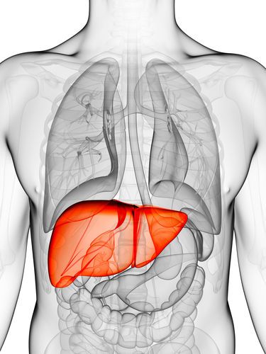 1389976 Fatty Liver The Definitive Guide 2018 LiverSupportcom