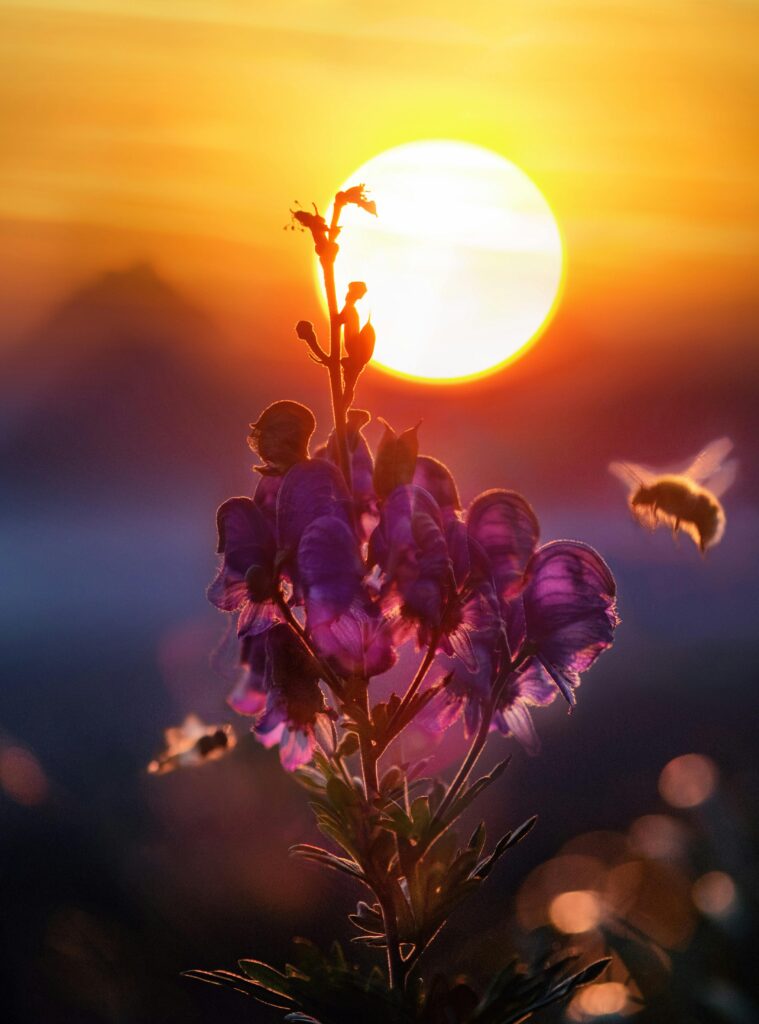 1391633 pexels 8moments 1353126 2