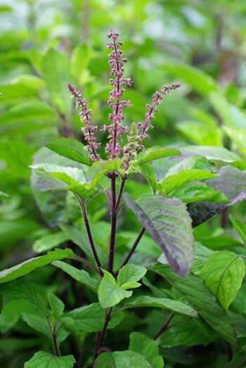 1391817 tulsi2