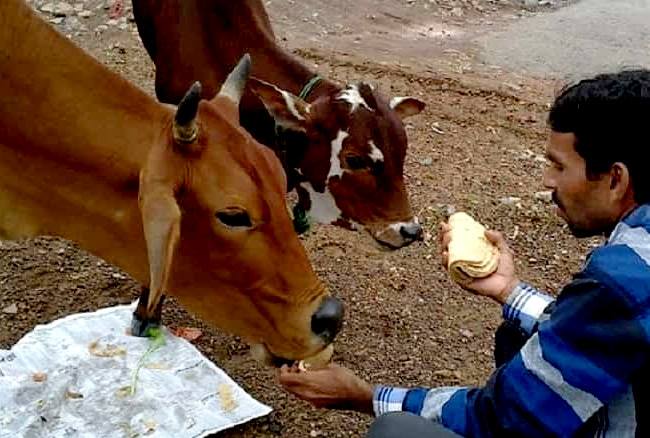 1392154 1740487398150cow2017111013134849 ll