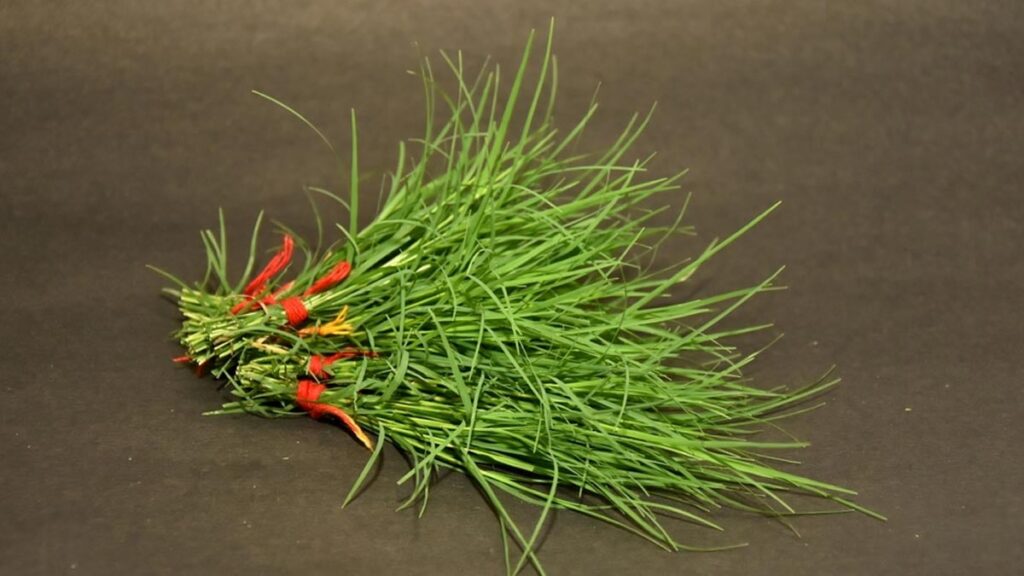 1392277 health benefits of durva grass