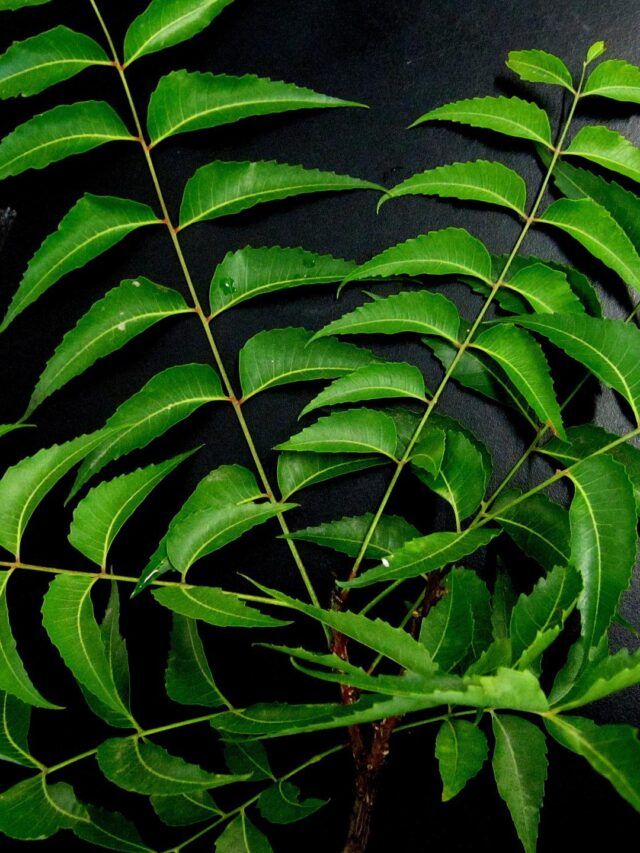 1393155 Curry leaf. 1