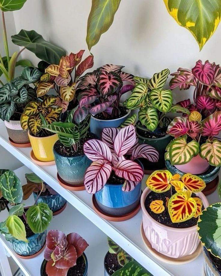 1393156 plants