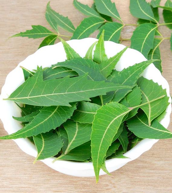 1393166 Neem leaves