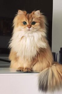 Cute Cat Breeds: बिल्ली पालने का शौक है तो ये हैं 7 सबसे प्यारी ब्रीड्स