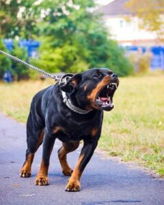 Dangerous Dog Breeds: ये हैं 7 सबसे खतरनाक कुत्ते, पकड़ से बचना है बेहद मुश्किल