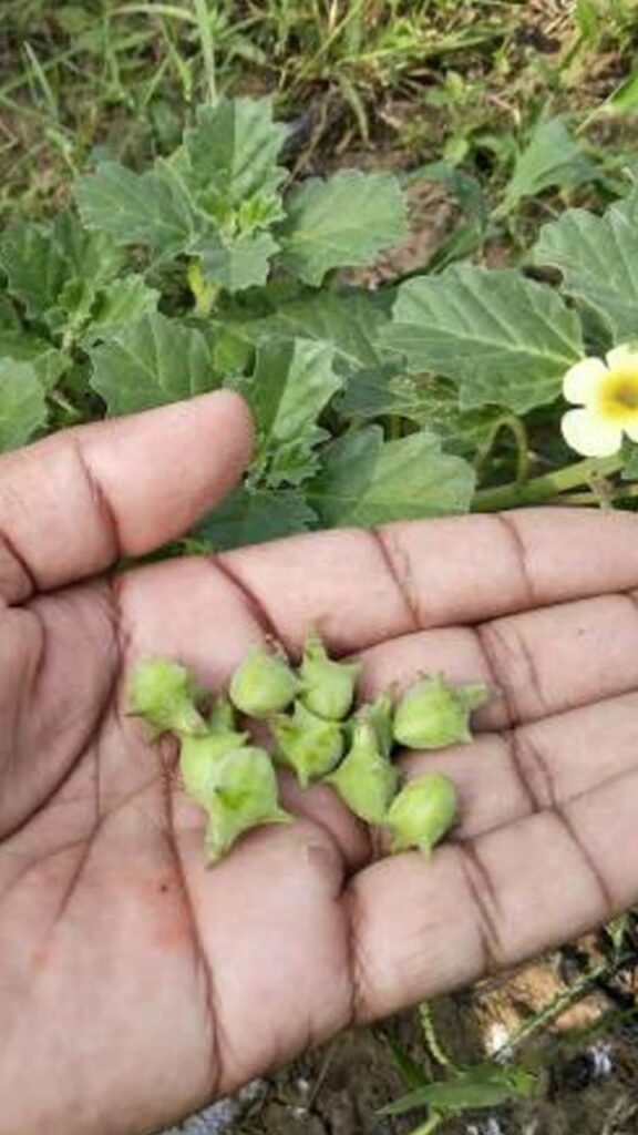 1394054 1674111407 benefits of gokhru for men in hindi cover