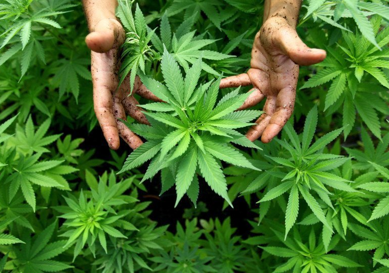 1394325 Bhang