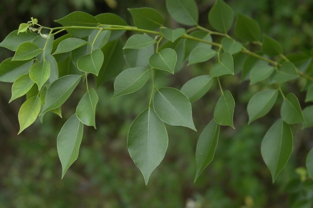 1394783 sheesham plant 1