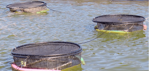 1395057 1643462783aquaculture