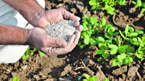 भारत का जैविक उत्पादन 2024-25 में 35% बढ़ा, निर्यात 5,710 करोड़ रुपये तक पहुंचा