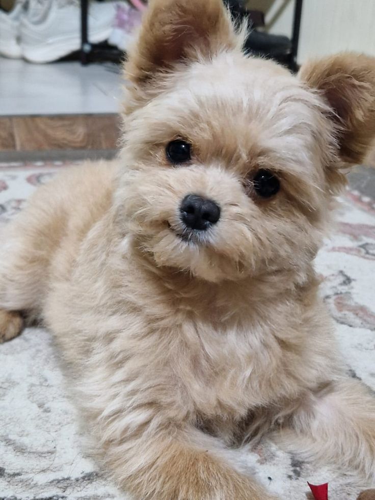 1395760 pomapoo