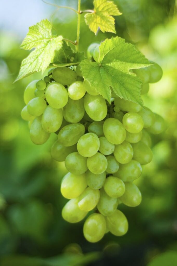 1395770 Tasti grapes