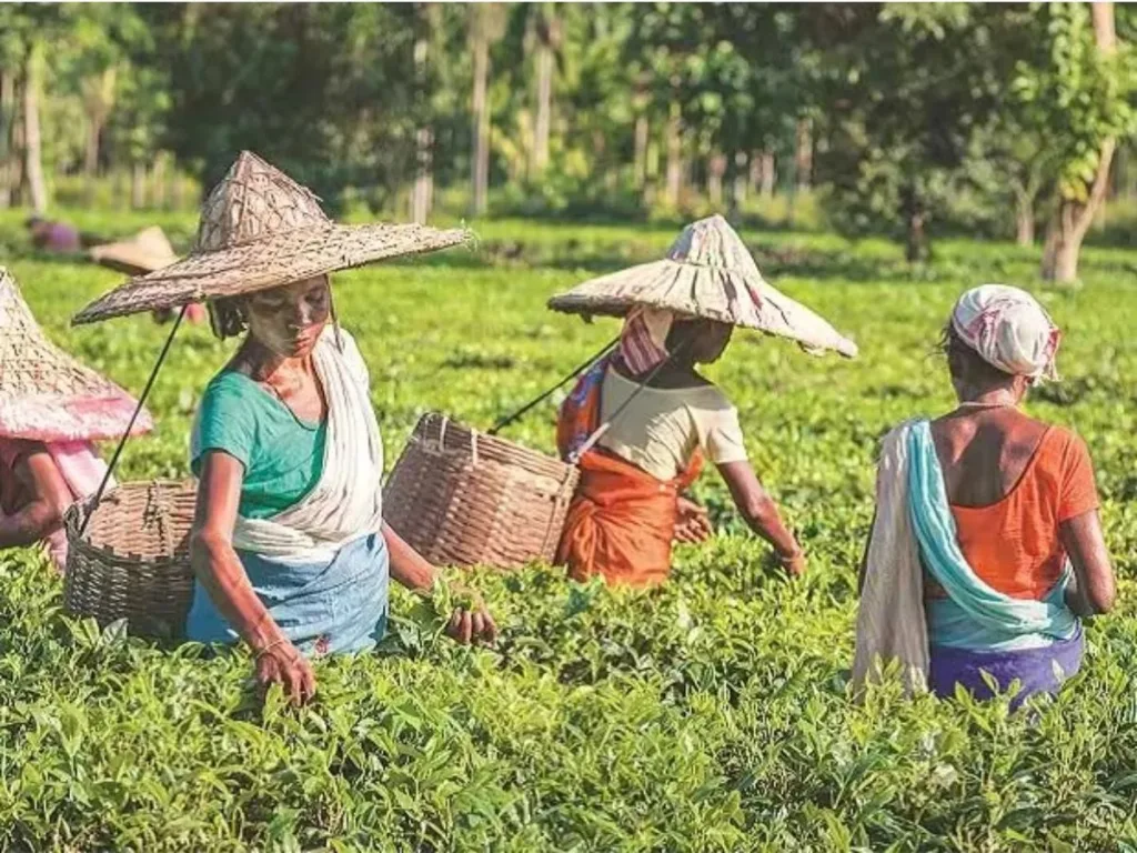 1395774 Tea