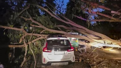 1396601 tree uprooted 1744394924