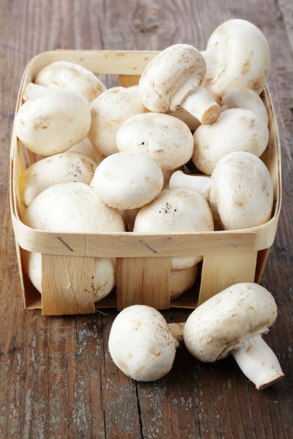 1396703 Mushroom