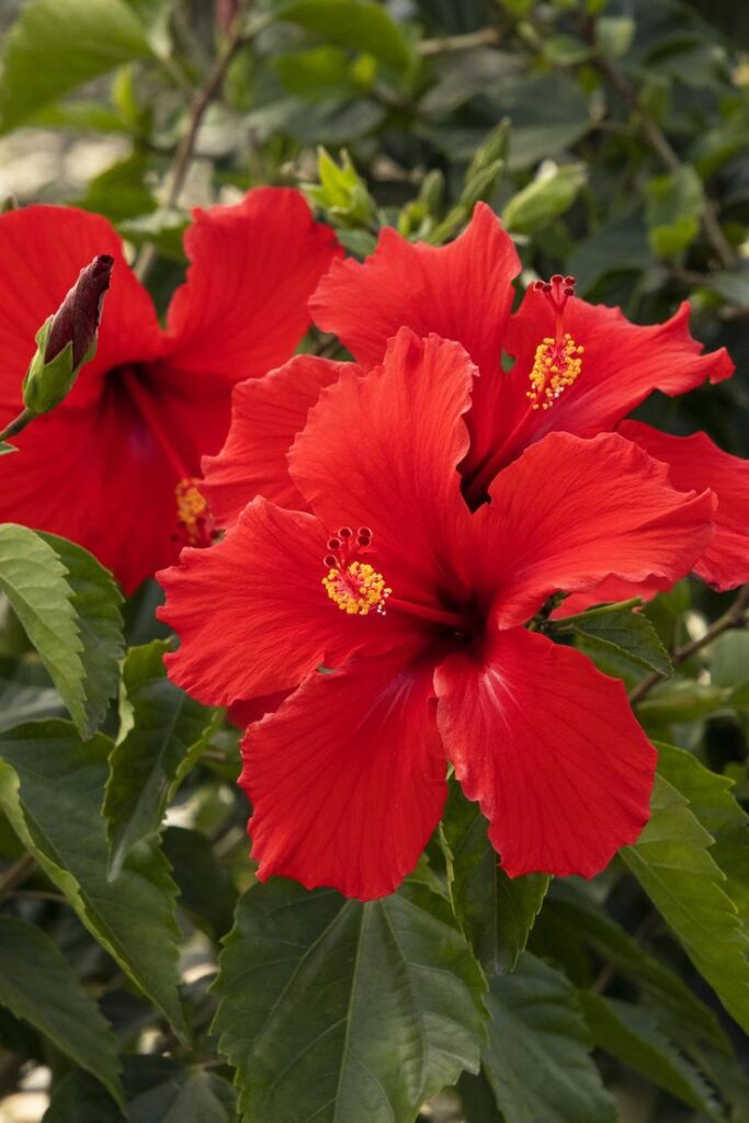 1396897 Brilliant Hibiscus