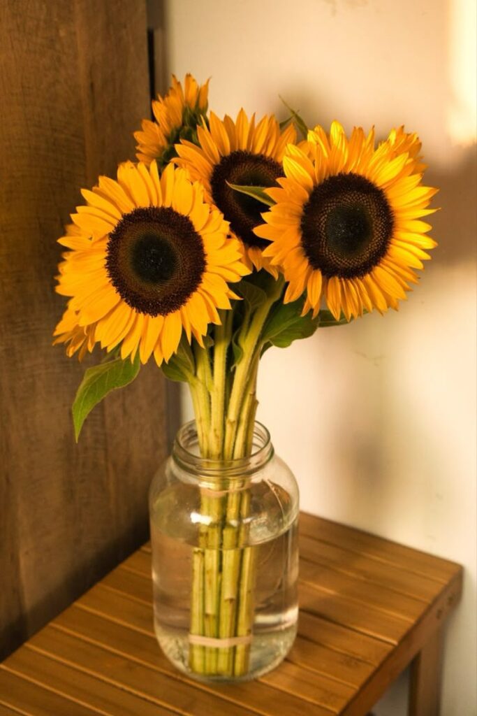 1397666 Sunflower