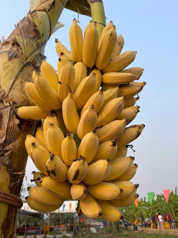 1397882 Banana