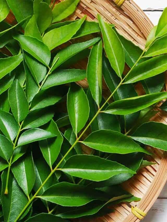 1397977 curry leaves