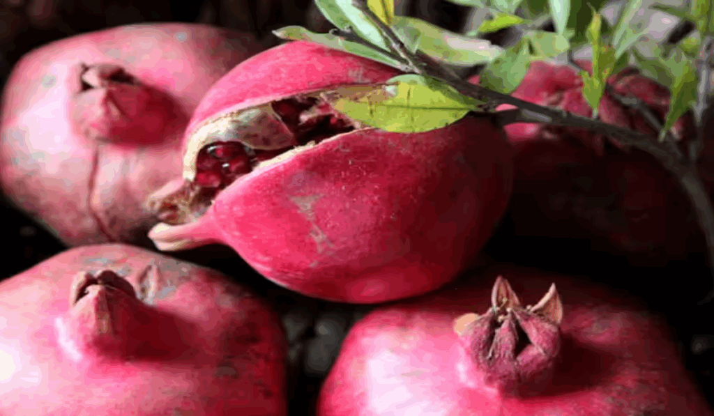 1398183 Pomegranate